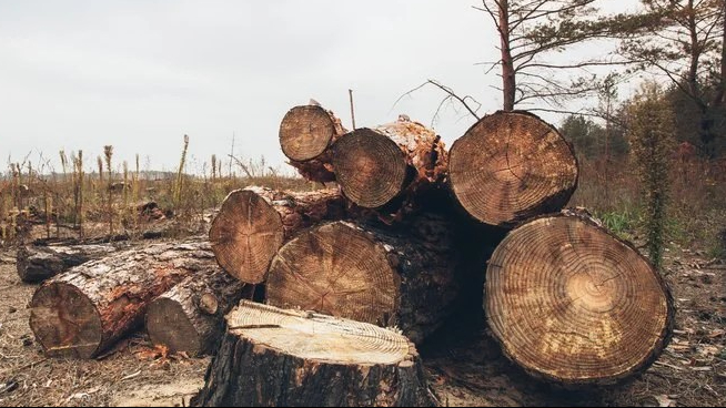 वाढती वृक्षतोड चिंतेचीच